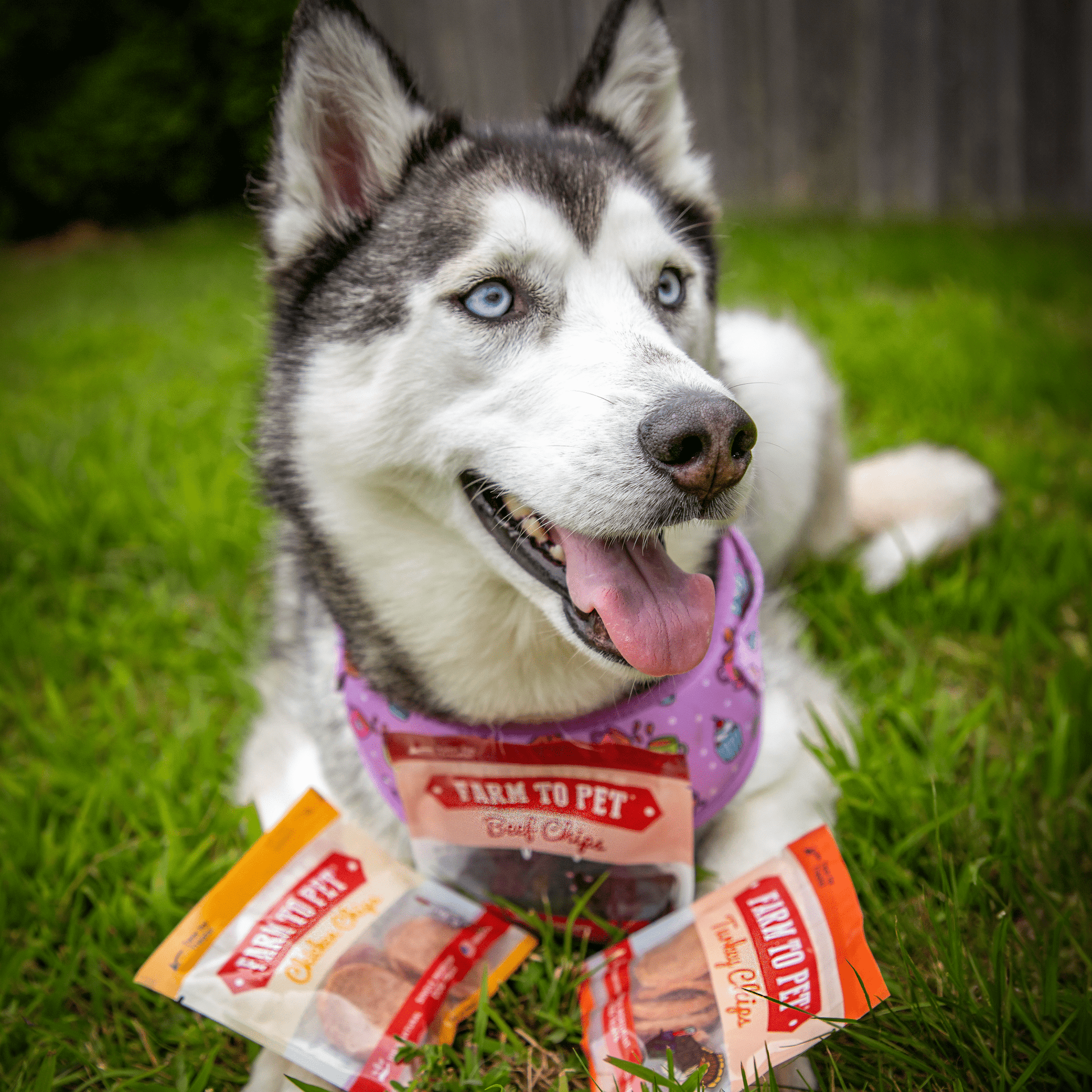 Husky dog with a 'Farm to Pet' product in the grass