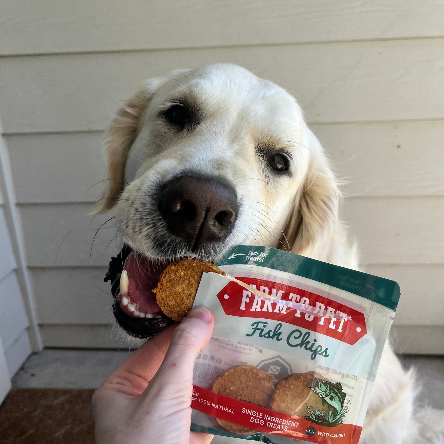 Dog holding a package of Farm to Pet Fish Chips with a treat in its mouth.