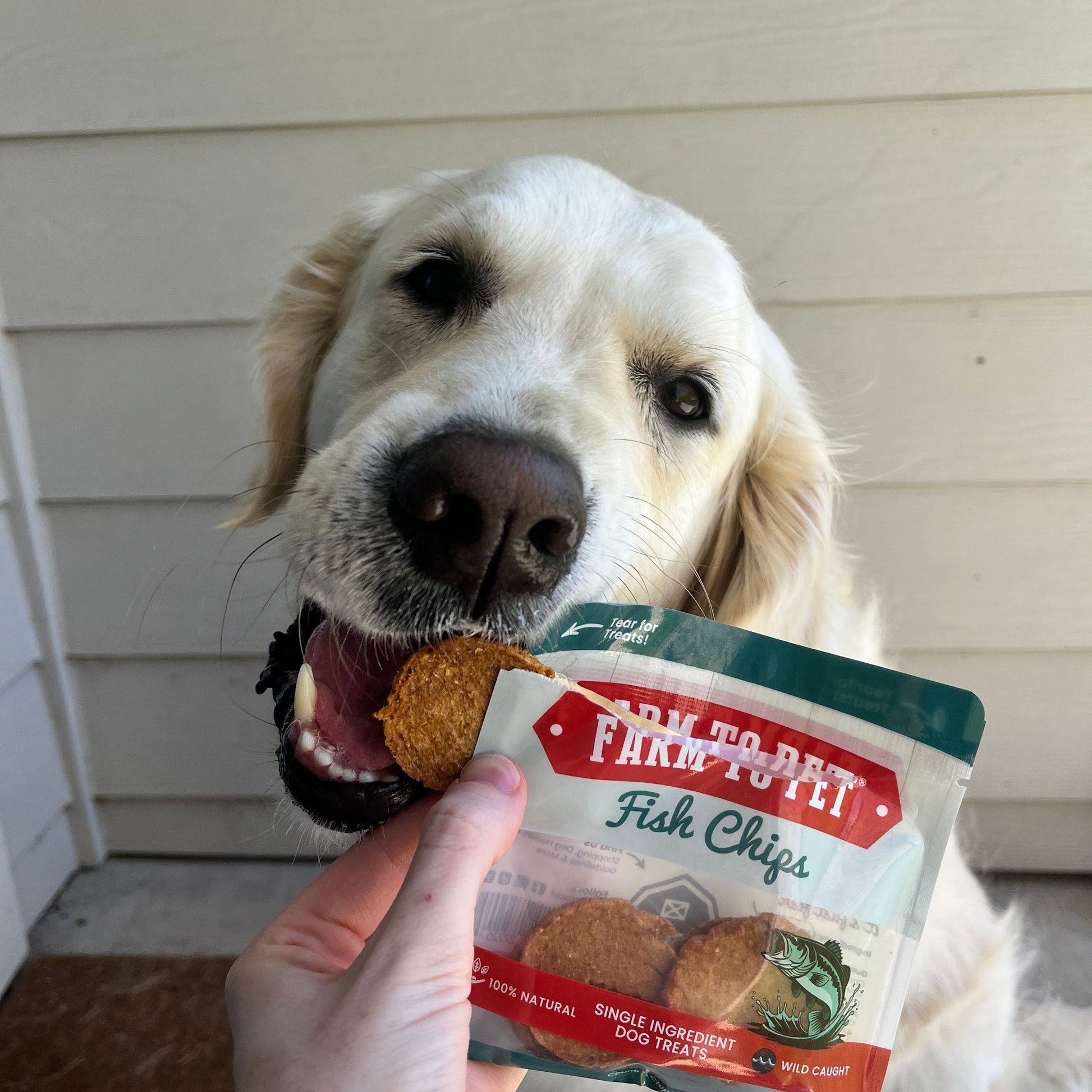 Dog holding a package of Farm to Pet Fish Chips with a treat in its mouth.
