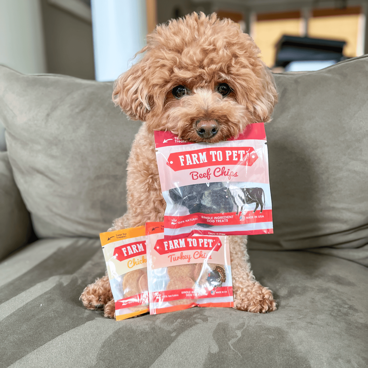 Dog holding a package of Farm to Pet dog treats on a couch